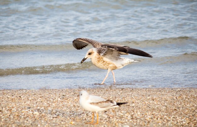 Piękny krajobraz. Seagulls na morzu. Seagulls na brzegu