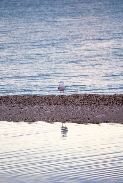 Piękny krajobraz. Seagulls na morzu. Seagulls na brzegu