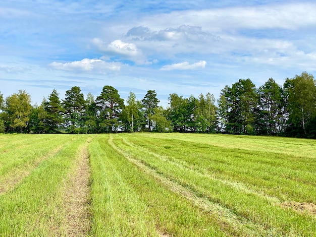 piękny krajobraz skoszonych pól i lasów