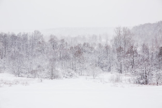 Piękny krajobraz śnieżna zima. Śnieg w lesie