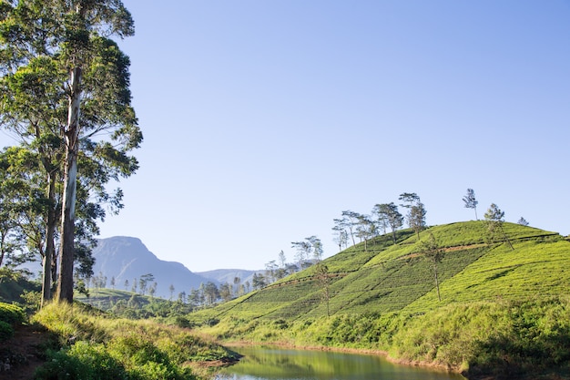 Piękny krajobraz sri lanka. rzeki, góry i plantacje herbaty