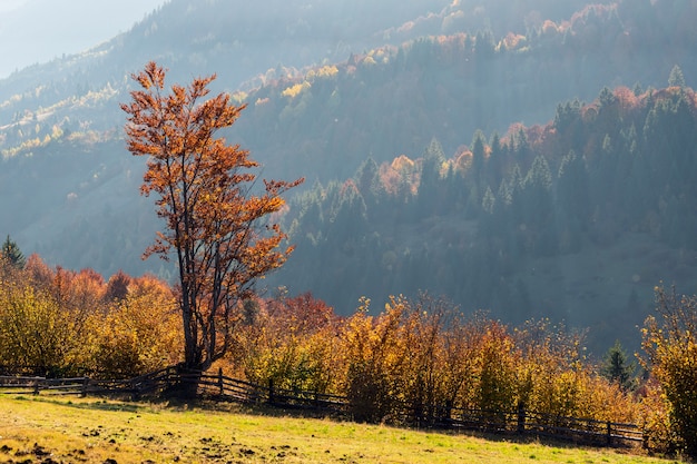 Piękny krajobraz z magicznymi jesiennymi drzewami i opadłymi liśćmi w górach