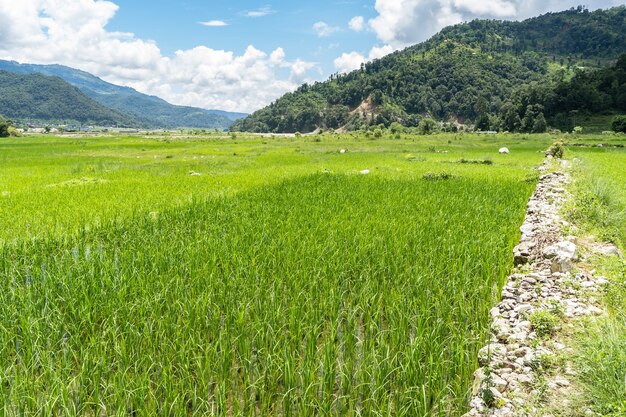 Piękny krajobraz z polem ryżowym i górami pokrytymi dżunglą na tle w Nepalu