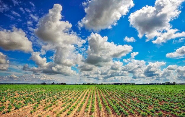 Piękny krajobraz z polem ziemniaków i zachmurzonym niebieskim niebem.
