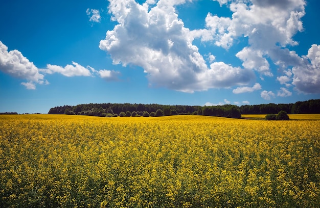 Piękny krajobraz z polem żółtego rzepaku Brassica napus L i błękitnym niebem
