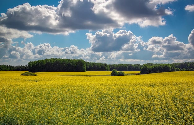 Piękny krajobraz z polem żółtego rzepaku (Brassica napus L.) i zachmurzonym błękitnym niebem