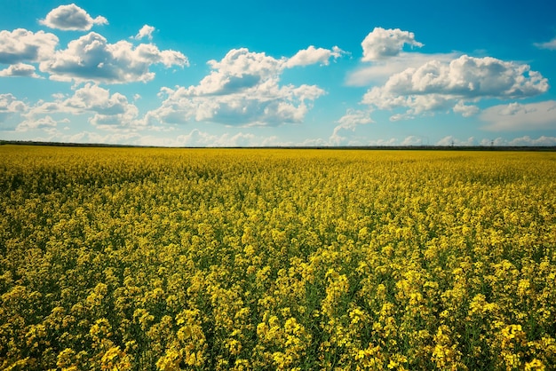 Piękny krajobraz z polem żółtych kwiatów rzepaku lub rzepaku i błękitnym pochmurnym niebem Brassica napus Springtime