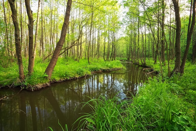 Piękny krajobraz z rzeką w lesie. Upadłe gałęzie drzew w rzece. Kompozycja natury.