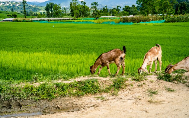 Piękny krajobraz z widokiem na pola uprawne Summer Paddy i chodzące kozy Khojana Lalitpur Nepal