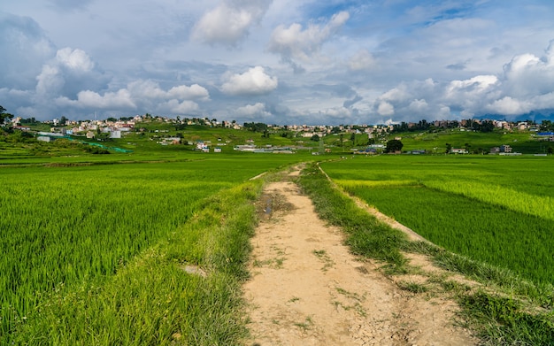 Piękny krajobraz z widokiem na pola uprawne Summer Paddy i chodzące kozy Khojana Lalitpur Nepal