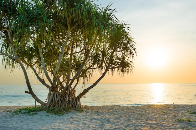 Piękny krajobraz z zachodem słońca na tropikalnej plaży z palmami