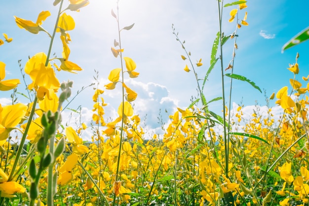 Zdjęcie piękny krajobrazowy żółty kwiatu pole z niebieskim niebem i światłem słonecznym.