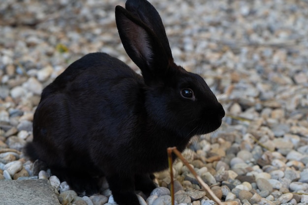 Piękny królik - mini lop siedzi na zewnątrz w wolierze