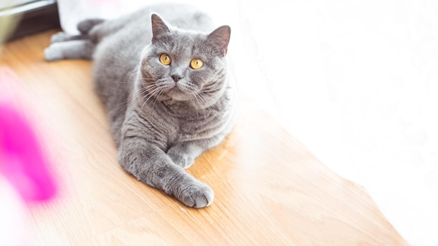 Piękny krótkowłosy kot brytyjski leżący na podłodze i odpoczywający