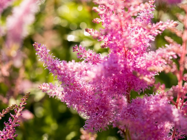 Piękny krzew kwiatów Astilbe z puszystymi różowymi wiechami