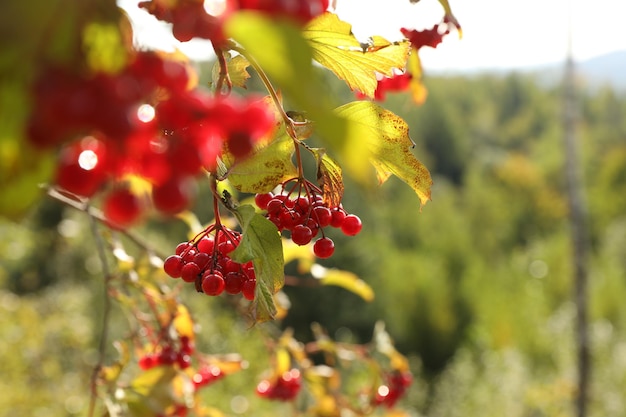 Piękny krzew Viburnum z jasnymi jagodami rosnącymi na zewnątrz