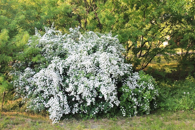 Piękny krzew z białymi kwiatami jaśminu w ogrodzie botanicznym