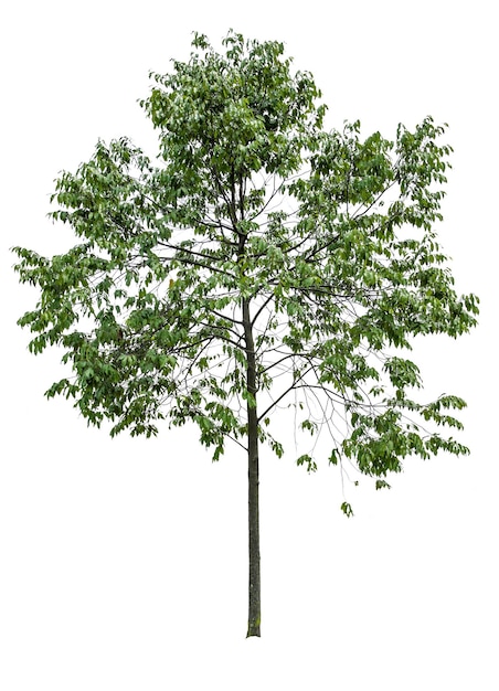 Piękny kształt zielonego drzewa na białym tle