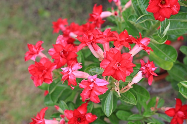 Piękny kwiat Adenium Obesum. Czerwona pustynia róża w ogrodzie