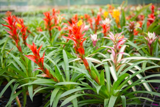 Zdjęcie piękny kwiat bromeliad kwitnący w ogrodzie