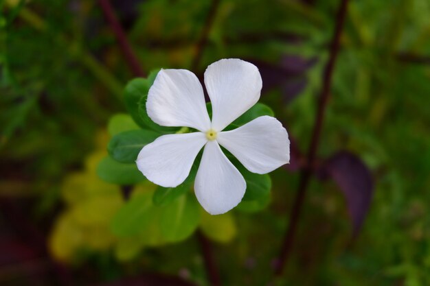 Piękny kwiat catharanthus roseus w ogrodzie