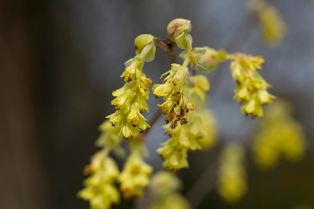 Piękny kwiat Corylopsis spicata Nazwa królestwa to Plantae Nazwisko rodziny to Hamamelidaceae żółte kwiaty w kształcie dzwonów wczesna wiosna selektywne skupienie