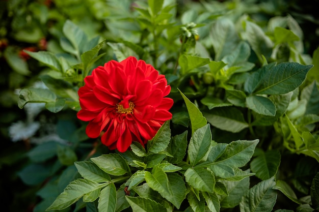 Piękny kwiat dalii w ogrodzie, dalie pomponiczne czerwone. czerwony kwiat w ogrodzie jesienią .blooming Dahlia Flowers in the Summertime.