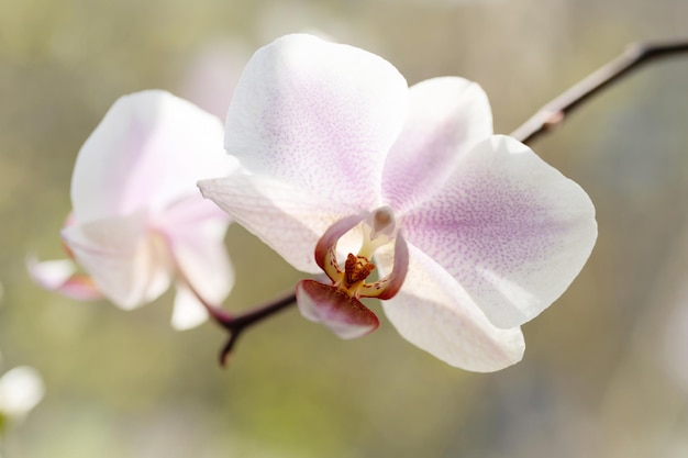 Piękny kwiat dzikiej orchidei kwitnąca roślina domowa