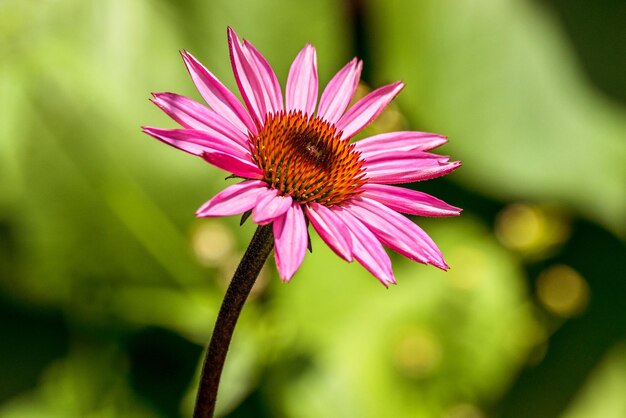 Piękny kwiat Echinacea fioletowy w ogrodzie