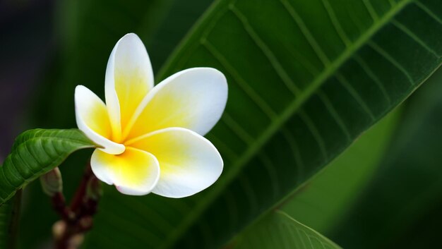 Piękny kwiat - Frangipani lub Plumeria.