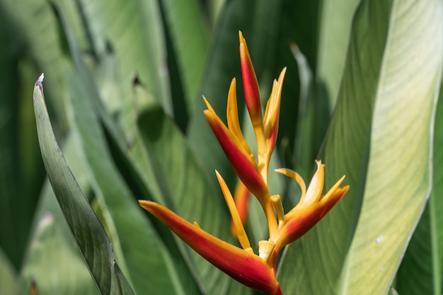 Piękny Kwiat Heliconia. Typowe Nazwy Tego Rodzaju To Kwiat Karłowaty Jamajski, Pazury Homara, Szczyt Tukana, Dzikie Plantany Lub Fałszywy Rajski Ptak.