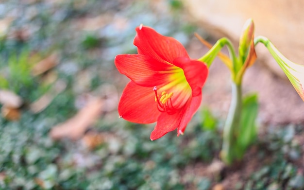 Piękny kwiat Hippeastrum johnsonii lub czerwony kwiat