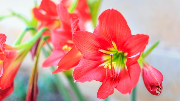 Piękny kwiat Hippeastrum johnsonii lub czerwony kwiat