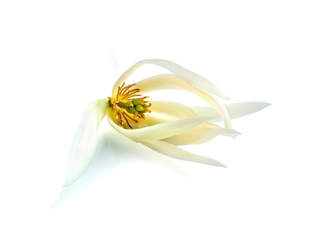 Piękny kwiat ilustracja białego kwiatu Michelia Alba lub kwiatu Michelia Champaca z zielonymi liśćmi na białym tle