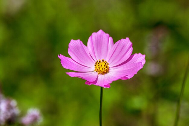 Piękny kwiat kosmeya w ogrodzie