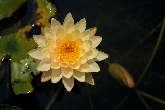 Piękny kwiat lilii wodnej lub lotosu w stawie.