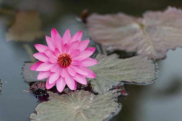 piękny kwiat lotosu w stawie, kropelki wody na lotosie