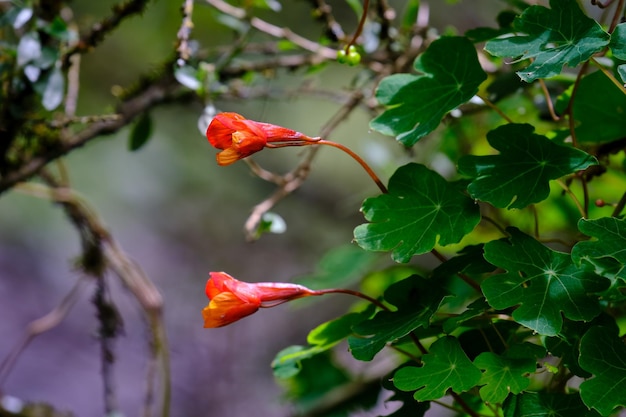 Piękny kwiat mashua Tropaeolum tuberosum to bulwa andyjska o dużej wartości odżywczej