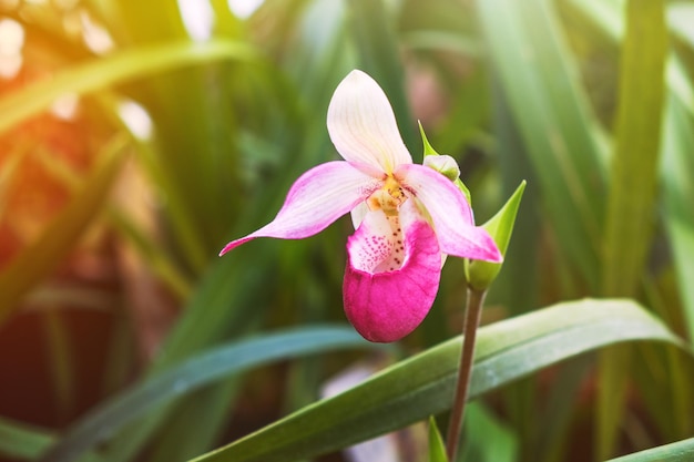 Piękny kwiat orchidei Cypripedium calceolus w ogrodzie