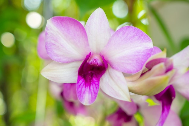 Piękny kwiat orchidei kwitnący w ogrodzie kwiatowym tle