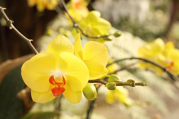 Piękny kwiat orchidei kwitnący w ogrodzie.