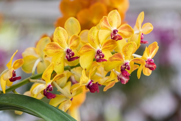 Piękny kwiat orchidei kwitnący w porze deszczowej Orchidea Dendrobium