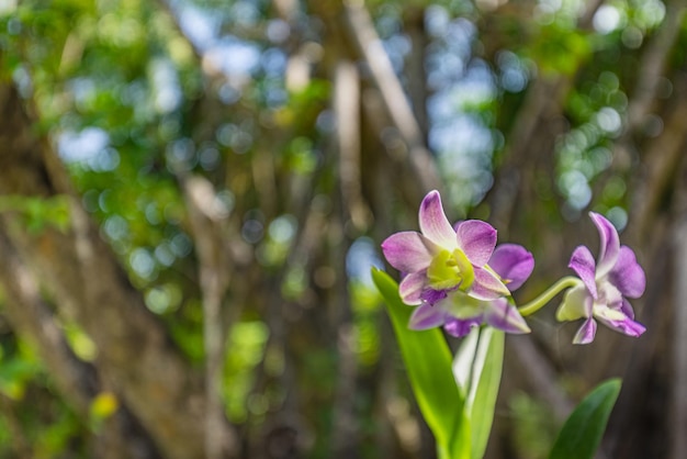 Piękny kwiat orchidei kwitnący w tropikalnym ogrodzie krajobrazowym. Egzotyczny kwiatowy charakter rozmyte liście