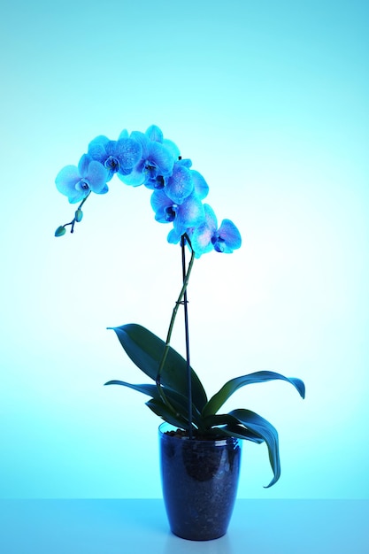 Zdjęcie piękny kwiat orchidei na niebieskim tle