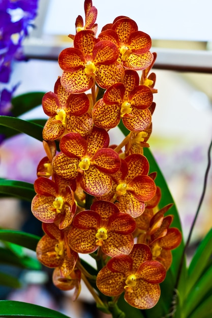 Piękny kwiat orchidei na rozmycie tła na wystawie