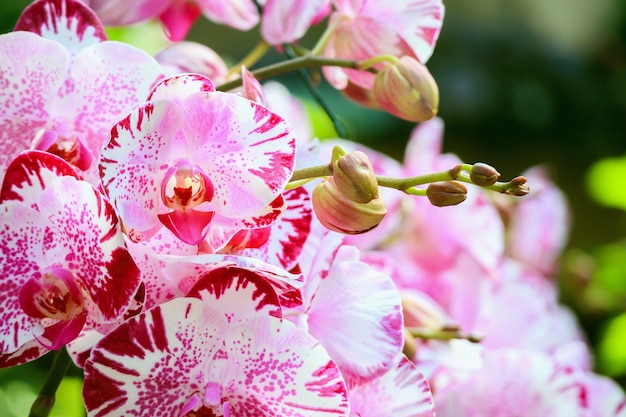 Piękny kwiat orchidei Phalaenopsis kwitnący w ogrodzie kwiatowy tle