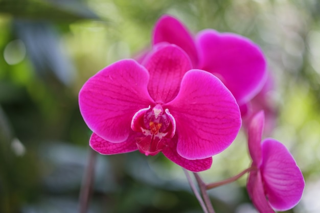 Piękny kwiat orchidei Phalaenopsis kwitnący w ogrodzie kwiatowy tle