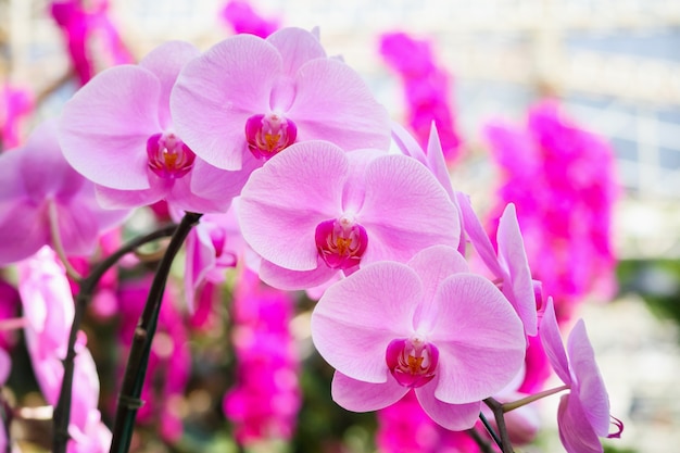 Piękny kwiat orchidei Phalaenopsis kwitnący w ogrodzie