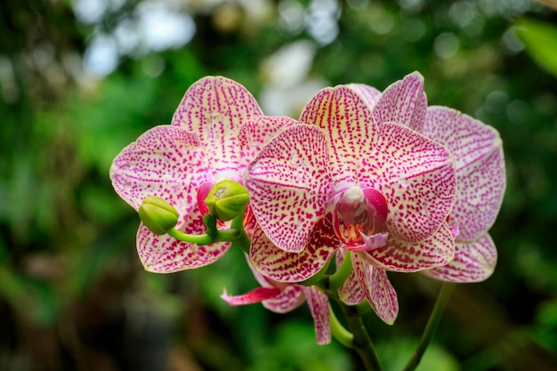 Piękny kwiat orchidei phalaenopsis w ogrodzie Storczyki uważane są za królową kwiatów