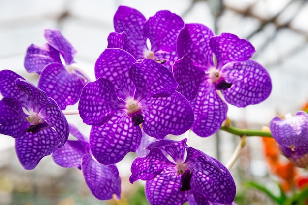 Piękny kwiat orchidei rosnący w ogrodzie